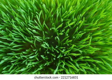 Fresh Wheatgrass Plant Growing In A Growing Tray Close Up.