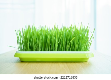 Fresh Wheatgrass Plant Growing In A Growing Tray Close Up.