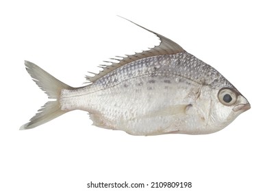 203 Silver Belly Fish Images, Stock Photos & Vectors | Shutterstock