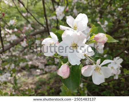 Similar – Image, Stock Photo Apple blossom buds under the blue sky