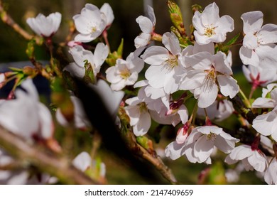 Fresh White Blossom  Branch In Sun.