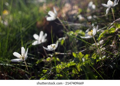 Fresh White Blossom Branch In Sun. Small Flowers On Grass