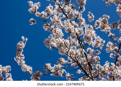 Fresh White Blossom  Branch In Sun.