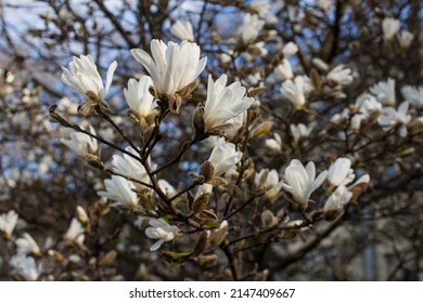 Fresh White Blossom Magnolia Branch In Sun.