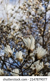Fresh White Blossom Magnolia Branch In Sun.