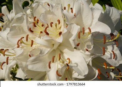 Fresh White Casablanca Lily Blossoms 
