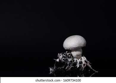 Fresh White Champignon With Spore And Attached To Mycelium And Roots On A Black Soil