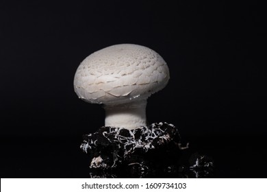 Fresh White Champignon With Spore And Attached To Mycelium And Roots On A Black Soil