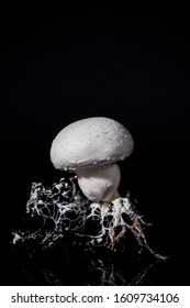 Fresh White Champignon With Spore And Attached To Mycelium And Roots On A Black Soil