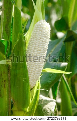 Fresh white corn ear with kernels ripening in the field, surrounded by green husks and leaves during harvest season.