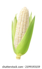 Fresh white corn isolated on white background. Clipping path.