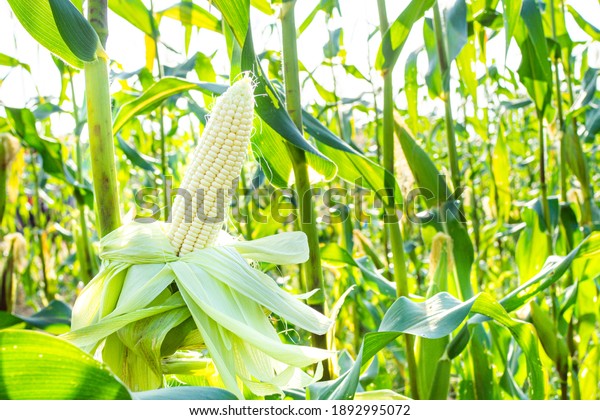 Fresh\
white corn pods organic on tree are in garden. Concept of agronomy\
for consumption and raising animals.copy\
space
