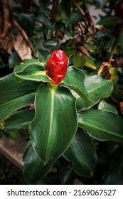 Fresh White Ginger Flower. Bright Red Flower Among Dry Leaves.