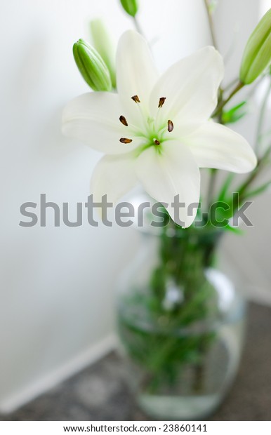 Fresh White Lilies Glass Vase Shallow Stock Photo Edit Now 23860141