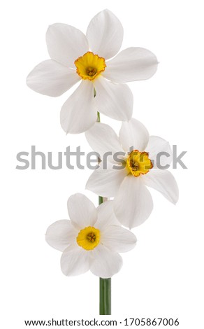 Fresh white narcissus isolated on white background. Close-up of white daffodil in bloom