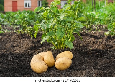 Fresh white potatoes are grown in the garden. Potato plant and tubers on a plantation in the garden. - Shutterstock ID 2174981585