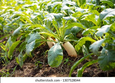 Daikon Radish Images Stock Photos Vectors Shutterstock