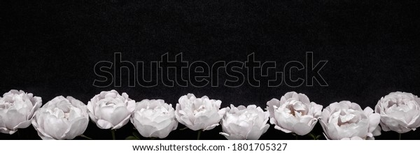 Roses Blanches Fraiches Sur Fond Noir Photo De Stock Modifiable