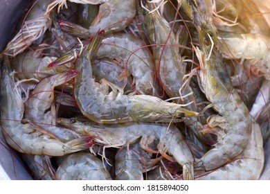 189 Tiger shrimp container Images, Stock Photos & Vectors | Shutterstock