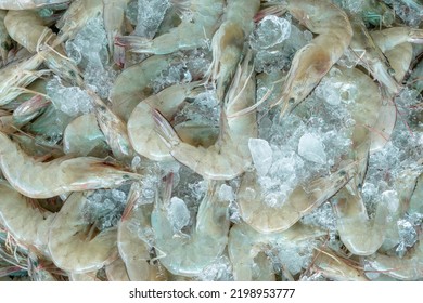 Fresh White Shrimps On Crushed Ice For Sale In Market. Raw Prawns For Cooking In Seafood Restaurant. Sea Food Industry. Shellfish Animal. Shrimp Market. Uncooked Prawn. Shrimp For Frozen Food Factory.