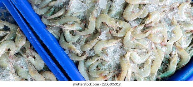 Fresh White Shrimps On Crushed Ice For Sale In Market. Raw Prawns For Cooking In Seafood Restaurant. Sea Food Industry. Shellfish Animal. Shrimp Market. Uncooked Prawn. Shrimp For Frozen Food Factory.