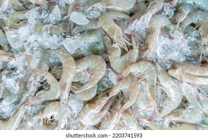 Fresh White Shrimps On Crushed Ice For Sale In Market. Raw Prawns For Cooking In Seafood Restaurant. Sea Food Industry. Shellfish Animal. Shrimp Market. Uncooked Prawn. Shrimp For Frozen Food Factory.