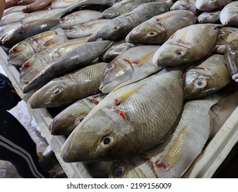 2,303 Silver Snapper Images, Stock Photos & Vectors | Shutterstock