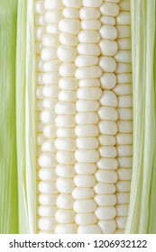 Fresh white sweet corns on a white background, Hokkaido pure white corn, close up
