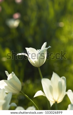 Similar – Image, Stock Photo tropical flow Flower Plant