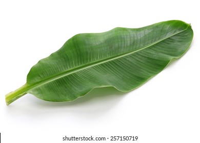 fresh whole banana leaf isolated on white background