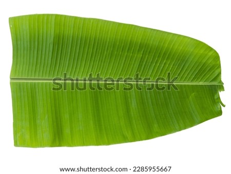 Fresh whole banana leaf isolated on white background  which is mostly used in south india for feast as plates and making snacks items ,isolated mainly for vishu and onam sadhya