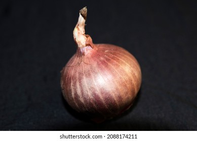 Fresh whole onion in black background