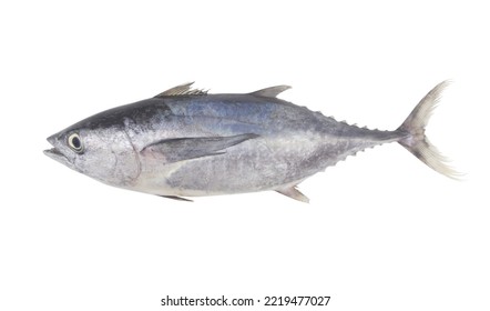 Fresh Whole Tuna Fish Isolated On White Background