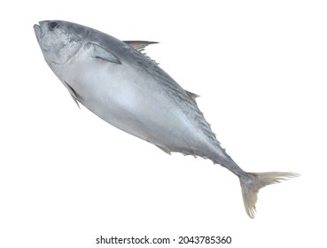 Fresh Whole Tuna Isolated On White