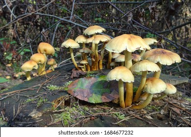 Poisonous Mushrooms High Res Stock Images Shutterstock