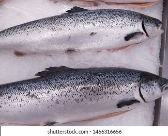 Fresh wild caught King Salmon on ice in a local sea food market. Close-up