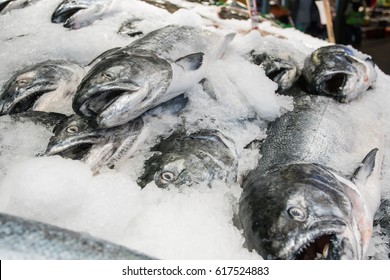 Fresh wild caught King Salmon on ice in a local sea food market.