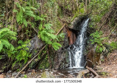 Fresh And Wild Landscape With Waterfall Among Black Rocks, Moss And Green Leaves Of Ferns, Lousã PORTUGAL