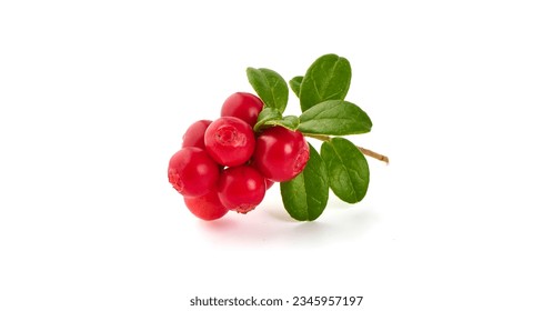 Fresh wild lingonberry with leaves, isolated on white background