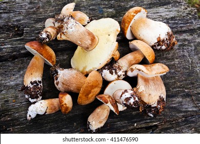 Fresh Wild Mushrooms On A Wooden Background