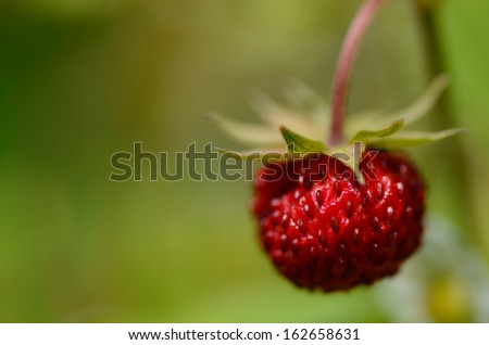 Similar – Image, Stock Photo cranberry wild strawberry