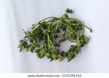 Fresh and wilted parsley leaves. With a mild taste and a pleasant grassy flavor, Parsley is a fresh herb with dark-green curled leaves that resemble coriander leaves.