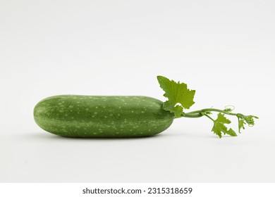 A fresh winter melon know as ash gourd, white gourd or wax gourd with their green leaves and tops isolated on a white background. Winter melon is one of the popular foods in daily meals in Vietnam