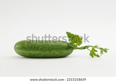 A fresh winter melon know as ash gourd, white gourd or wax gourd with their green leaves and tops isolated on a white background. Winter melon is one of the popular foods in daily meals in Vietnam