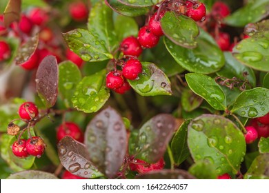 Fresh Wintergreen Red Berry Plant With Raindrops. Close Up