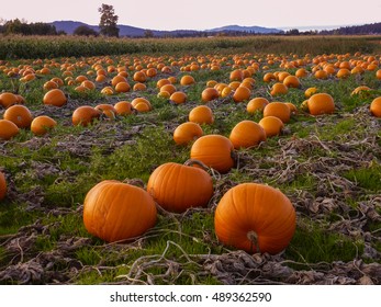Fresh and wonderful Pumpkins ready to harvest, Victoria