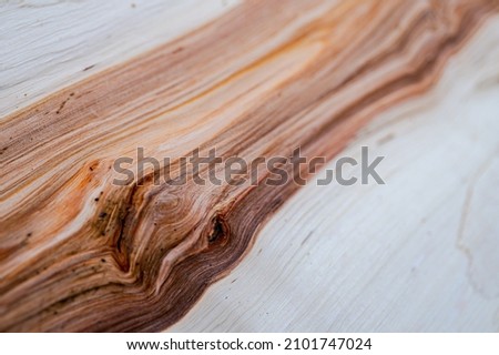 Fresh wood log texture background. Grey alder, speckled alder, Alnus incana