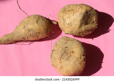 Fresh Yam Bean Or Jicama