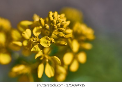 Albanian Spurge の画像 写真素材 ベクター画像 Shutterstock