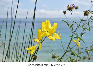 Fresh Yellow Broom Flower Near The Sea